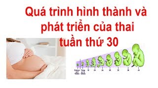 Quá trình hình thành và phát triển của con tuần thứ 30