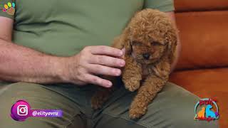 Poodle ırkı köpeğimin bacak boyu diğer Poodle'lara göre daha kısa, köpeğim Maltipoo olabilir mi ?