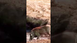 Lion attack #shorts #viral #trending