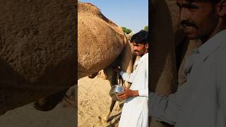 Benefits of camel milk #shorts  #shortvideo  #youtubeshorts