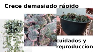 Collar de corazones (Ceropegia Woodii)- Como lo cuido y reproduzco