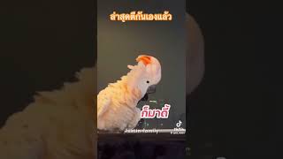 จัสตินนกจอมเถียง ล่าสุดตีกับไทเกเกอร์แล้ว