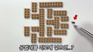 공벌레의 충격적 비밀들.. 공벌레는 갑각류입니다 ㄷㄷ