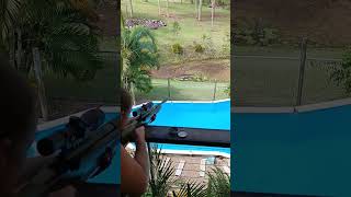 qld air rifle