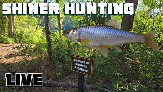 Shiners ONLY  -  live! #fish #fishing #lake