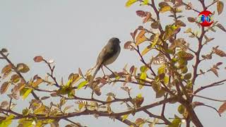 Little Bird charping Beautiful natural moment - #the_nature