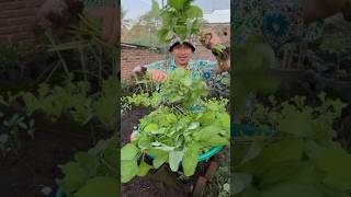 Panen sayur bayam cabut #panensayuran #berkebundirumah #berkebun