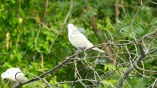 Eurasian Collared Dove Pair Video Clip Free/Power Lines