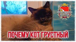 Почему кот грустный