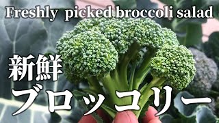 採れたてブロッコリーのサラダ Freshly picked broccoli salad.