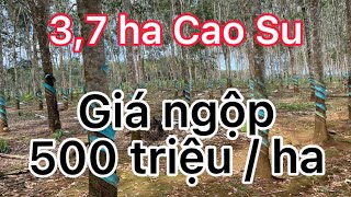 (V103) Bán lô cao su 3,7ha trong sổ, diện tích ao hồ 8 sào giá 500 triệu/ha ĐT 09O3712777