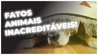 10 FATOS INACREDITÁVEIS SOBRE ANIMAIS QUE SÃO VERDADEIROS - LISTA SURPREENDENTE!