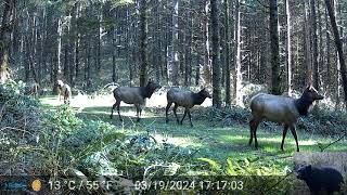 Elk Herd Walking by Our Trail Camera