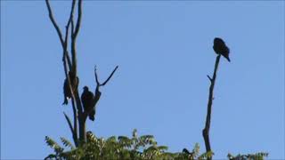 Turkey Vulture - Cathares Aura - Huntington, Indiana