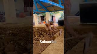 kalva gujjar akhara workout || #shorts #short #kushti