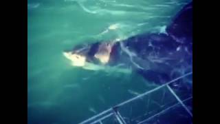 Great White Shark Diving - Cape Town