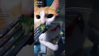 Broccoli Power - Viral Funny Videos Short Clips Compilation Video Cue