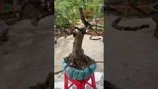 Giao lưu bonsai phôi mai chiếu thuỷ #maichieuthuy #bonsaimini #maichieuthuybonsai #bonsai