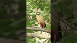 Indian Pitta Nine colour Bird Calling her Partner #ytshorts #shorts  #birds #wildlifephotography