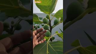 Fig/Anjeer (Full of Fiber and Calcium) #shortsvideo #shortvideo #short #figfruit #anjeer #fruit