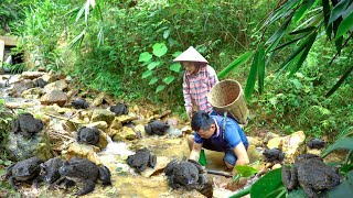 Catching Many Frogs In The Stream To Sell At The Country Market - Cuong Ngan Live with nature