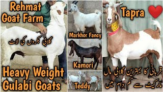 Aagya Vvip Maal. 2024 K Behtareen Bakray. Rehmat Goat Farm.Gulabi Kamori Ablak lalukhet orangi malir