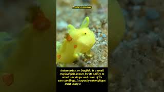 Masters of Camouflage: The Astonishing Antennarius - Underwater Wonders