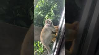 Chongqing Zoo/ tufted deer/ feeding parrots