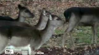 Daino (Dama dama) Fallow deer