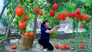 How to Harvest Spiny Bitter Cucumber, goes To Market Sell Harvesting and Cooking |Tieu Vy Daily Life