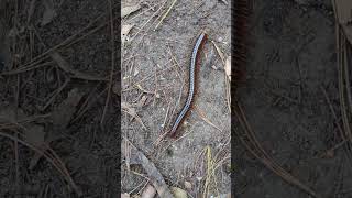 Centipede on Doi Pui near Chiang Mai