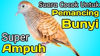 Perkutut lokal gacor suara kecil jernih untuk masteran ampuh