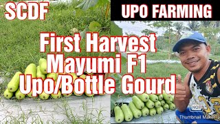 First harvest ng upo mayumi f1