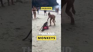 ⚠️ DANGER! ⚠️ Thailand Monkeys Attack Tourists #shorts