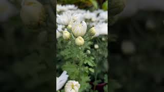 white #mums #evasabela #nature #beautiful