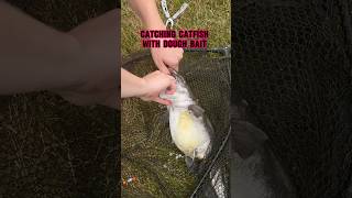 Fishing With Catfish DOUGH BAIT!! 🎣 #shorts #fishing