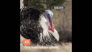 5 Fun thanksgiving facts-npti florida #thanksgiving #fitnesseducation #holidayfun #thanksgiving2025