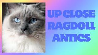 Secrets Revealed: Up Close with a Ragdoll Cat 🐈