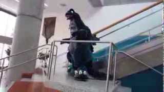 Big Wow ComicFest 2014: Godzilla Ascending the Staircase