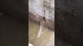 Real Life 100% Net Fishing In River At The Countryside..(Episode 109)