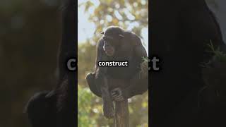 did you know this about chimpanzees?