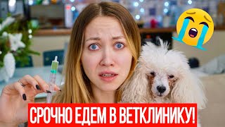 СРОЧНО НУЖНА ОПЕРАЦИЯ!  ЕДЕМ В КЛИНИКУ С СОБАКОЙ... VLOG