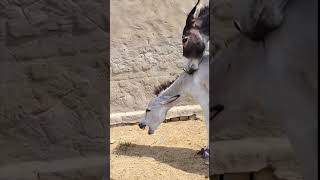 donkeys enjoys in a little alone place donkey meeting video #animals #donkey #donkeykong #d