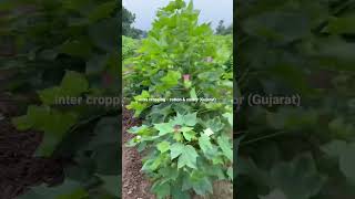 Inter cropping- cotton & Castor farming in Gujarat.