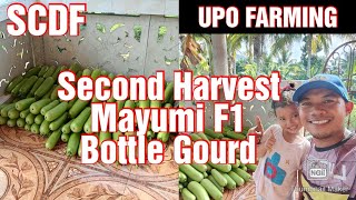 Second Harvest Mayumi F1 Bottle Gourd || Upo Farming