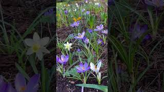 Planting a Bulb Lawn 🌷🌷 #shorts