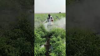 Spraying pesticides in Red Chilli #happyfarming #shorts