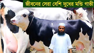 জীবনের সেরা বেশি দুধের বিগ সাইজের মুন্ডি গাভী ফ্লাকভী মুন্ডি dairy farm