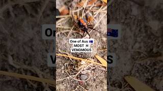 Red Back Spider of Australia if you get bitten go straight to the emergency room