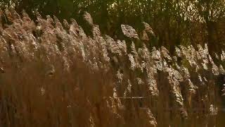 Soothing Sounds of Wind and Birds in a Relaxing Grass Field